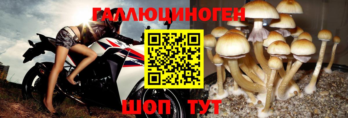 Галлюциногенные грибы Psilocybe  Псилоцибиновые грибы MAGIC MUSHROOMS  Вход с VPN  Славянск-на-Кубани 